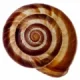 Logo nevertebrate.ro
